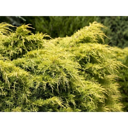 Jalovec čínský Golden Saucer výška cca 5 - 10 cm květináč cca 2 l Jalovec čínský Golden Saucer výška cca 5 - 10 cm květináč cca 2 l