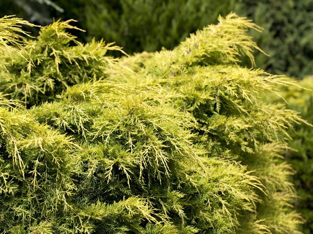 Jalovec čínský Golden Saucer výška cca 5 - 10 cm květináč cca 2 l Jalovec čínský Golden Saucer výška cca 5 - 10 cm květináč cca 2 l