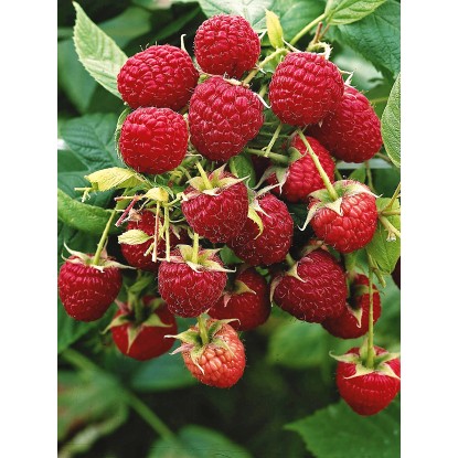 Ostružník maliník - Maliník obecný (Rubus idaeus) Ostružník maliník - Maliník obecný (Rubus idaeus)