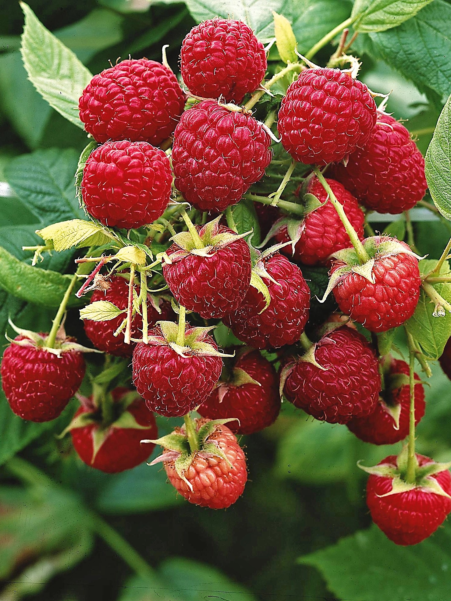 Ostružník maliník - Maliník obecný (Rubus idaeus) Ostružník maliník - Maliník obecný (Rubus idaeus)
