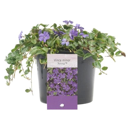 OBI Barvínek menší (Vinca minor), cca 5-10 cm, kv. cca 1,5 l OBI Barvínek menší (Vinca minor), cca 5-10 cm, kv. cca 1,5 l