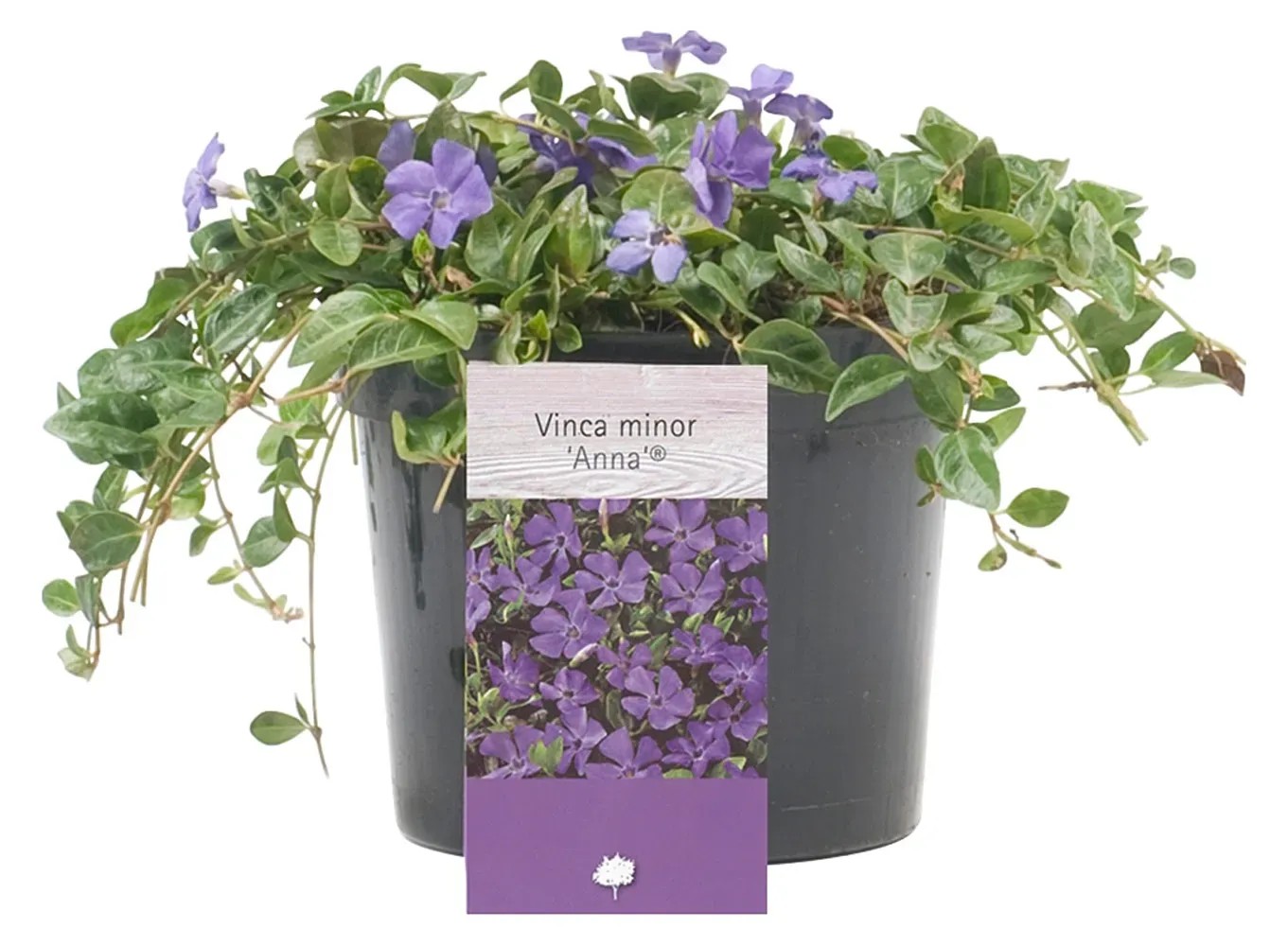 OBI Barvínek menší (Vinca minor), cca 5-10 cm, kv. cca 1,5 l OBI Barvínek menší (Vinca minor), cca 5-10 cm, kv. cca 1,5 l