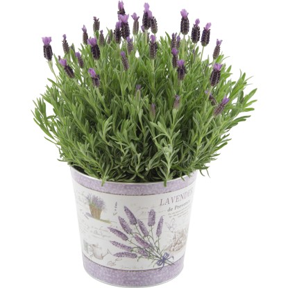 OBI Levandule "Anouk" v zinkovém květináči pr. cca 19 cm OBI Levandule "Anouk" v zinkovém květináči pr. cca 19 cm