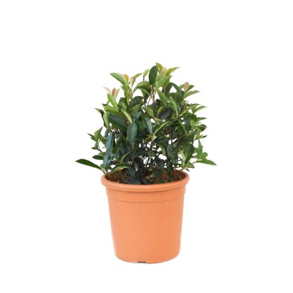 GROW by OBI Blýskavka "Carré Rouge" (Photinia fraseri), cca 25 cm, kv. cca 10 l GROW by OBI Blýskavka "Carré Rouge" (Photinia fraseri), cca 25 cm, kv. cca 10 l