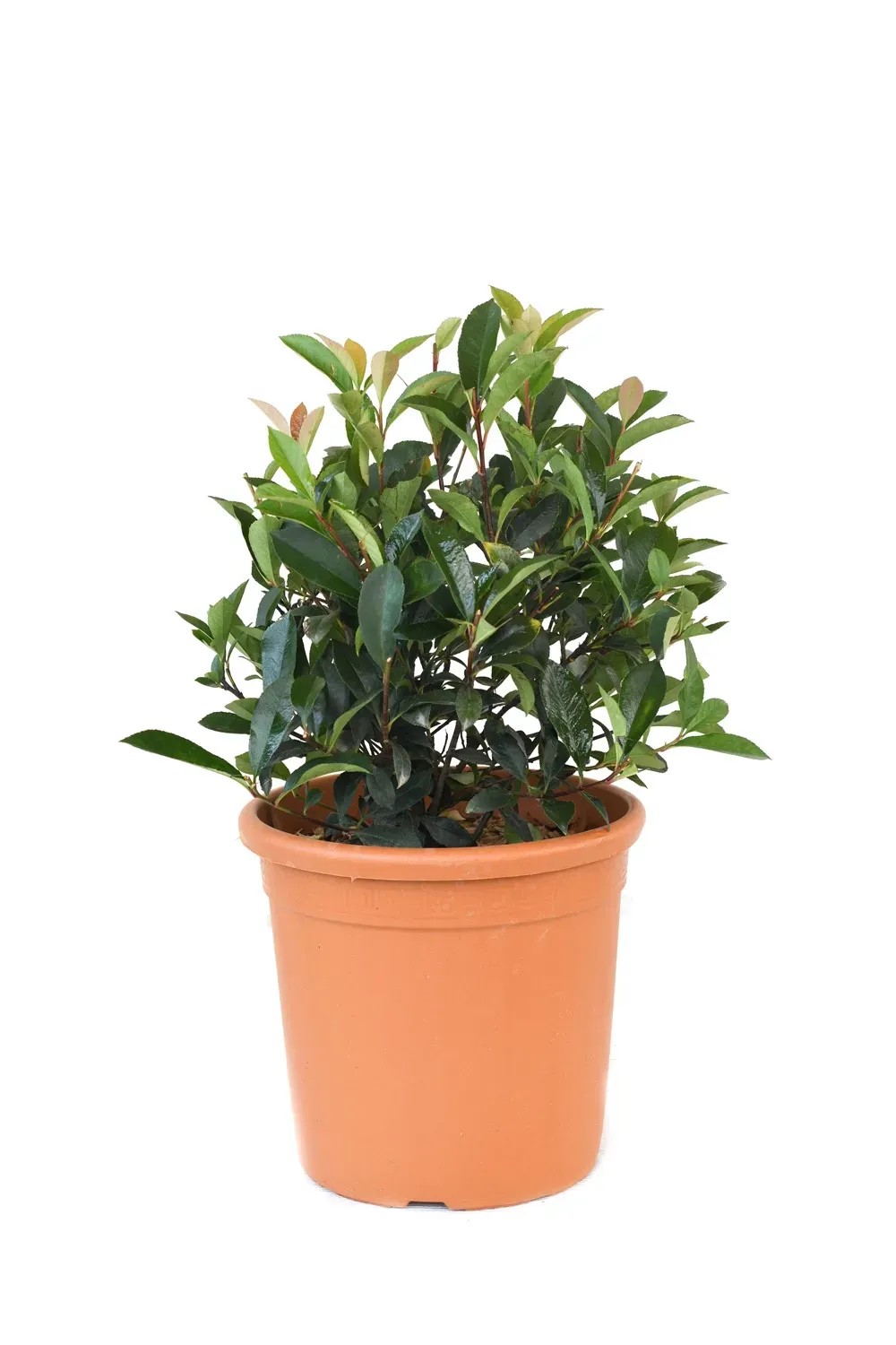 GROW by OBI Blýskavka "Carré Rouge" (Photinia fraseri), cca 25 cm, kv. cca 10 l GROW by OBI Blýskavka "Carré Rouge" (Photinia fraseri), cca 25 cm, kv. cca 10 l