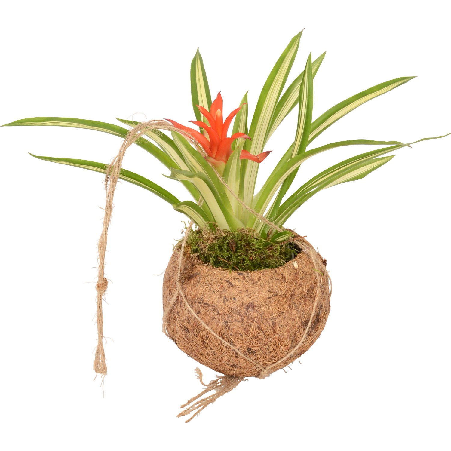 Závěsný květináč Kokodama s bromélií směs druhů Závěsný květináč Kokodama s bromélií směs druhů