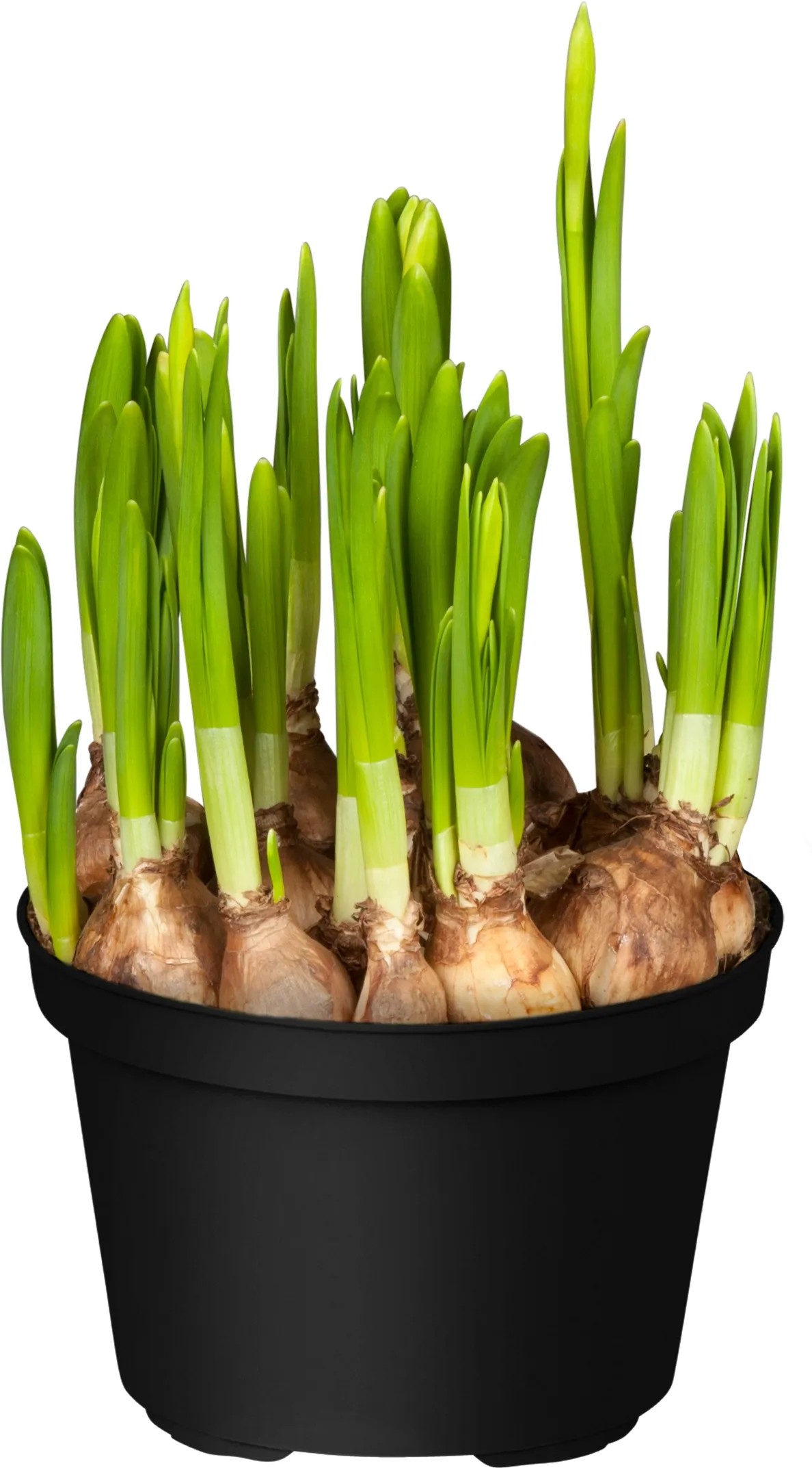 Narcis "Tete a Tete" žlutý průměr květináče cca 16 cm Narcissus cyclamineus Narcis "Tete a Tete" žlutý průměr květináče cca 16 cm Narcissus cyclamineus