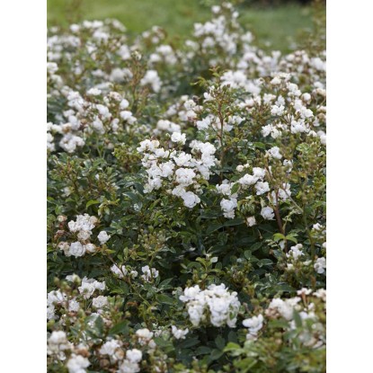 Půdokryvné růže bílé výška cca 10 - 20 cm průměr květináče cca 3 l Půdokryvné růže bílé výška cca 10 - 20 cm průměr květináče cca 3 l