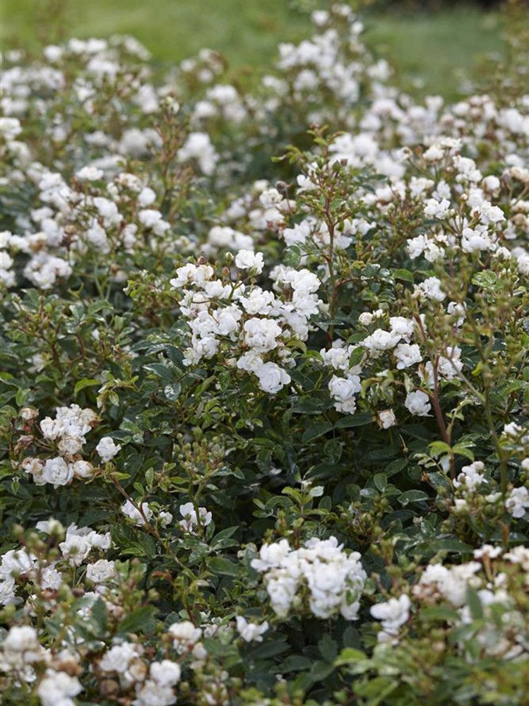 Půdokryvné růže bílé výška cca 10 - 20 cm průměr květináče cca 3 l Půdokryvné růže bílé výška cca 10 - 20 cm průměr květináče cca 3 l