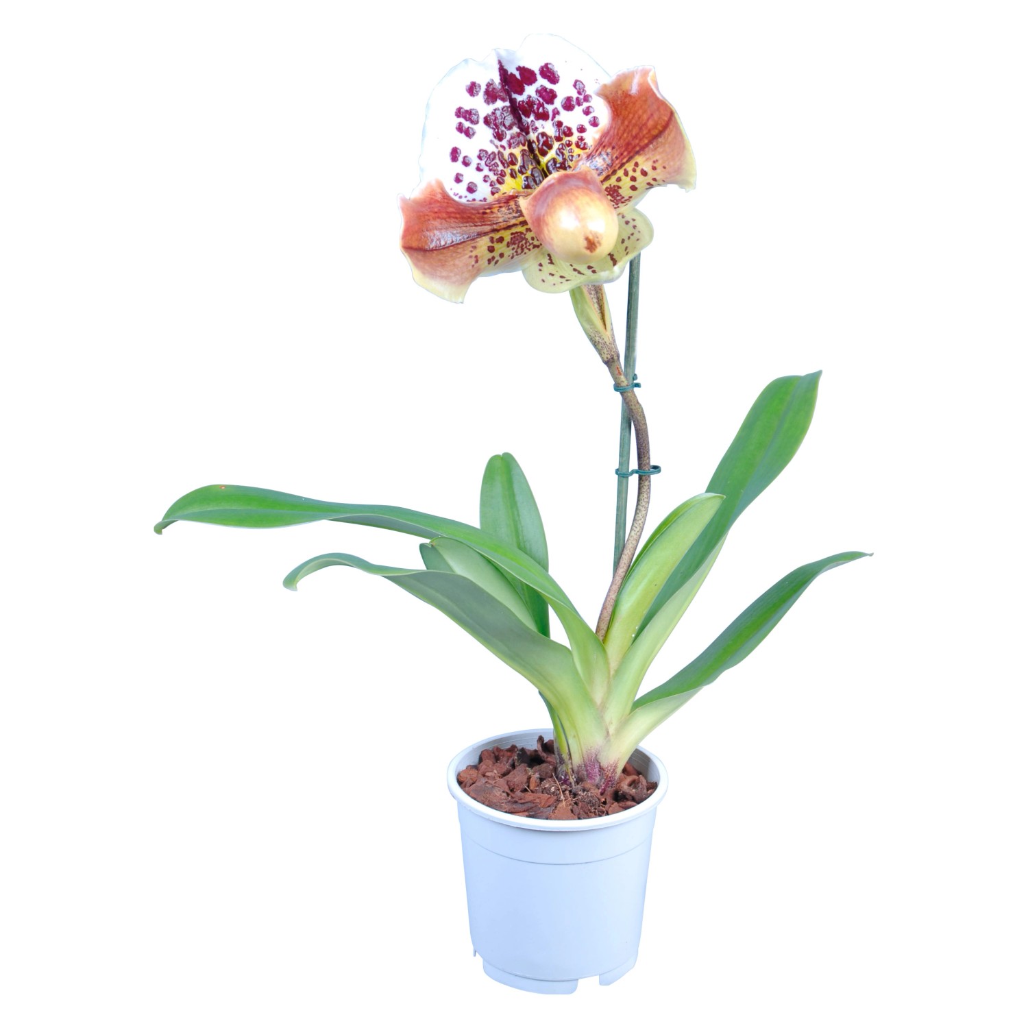 Orchidej střevíčník (Paphiopedilum), pr. květináče cca 12 cm Orchidej střevíčník (Paphiopedilum), pr. květináče cca 12 cm