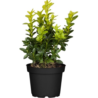 Zimostráz vždyzelený (Buxus sempervirens), 5-10 cm, pr. kv. 9 cm Zimostráz vždyzelený (Buxus sempervirens), 5-10 cm, pr. kv. 9 cm