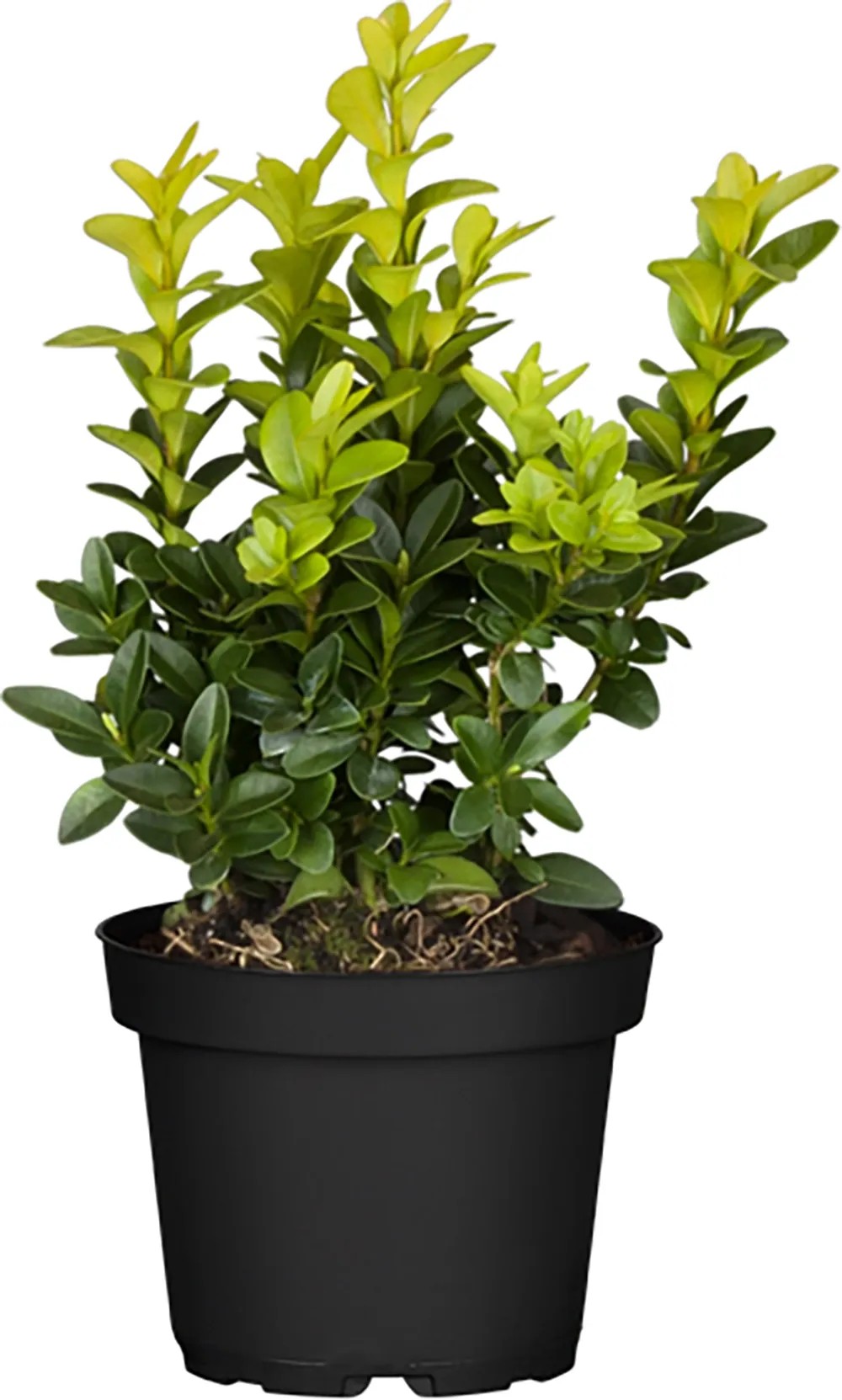 Zimostráz vždyzelený (Buxus sempervirens), 5-10 cm, pr. kv. 9 cm Zimostráz vždyzelený (Buxus sempervirens), 5-10 cm, pr. kv. 9 cm