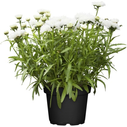 Velkokvětá zahradní kopretina "Snow Lady", bílá, průměr květináče cca 19 cm Velkokvětá zahradní kopretina "Snow Lady", bílá, průměr květináče cca 19 cm