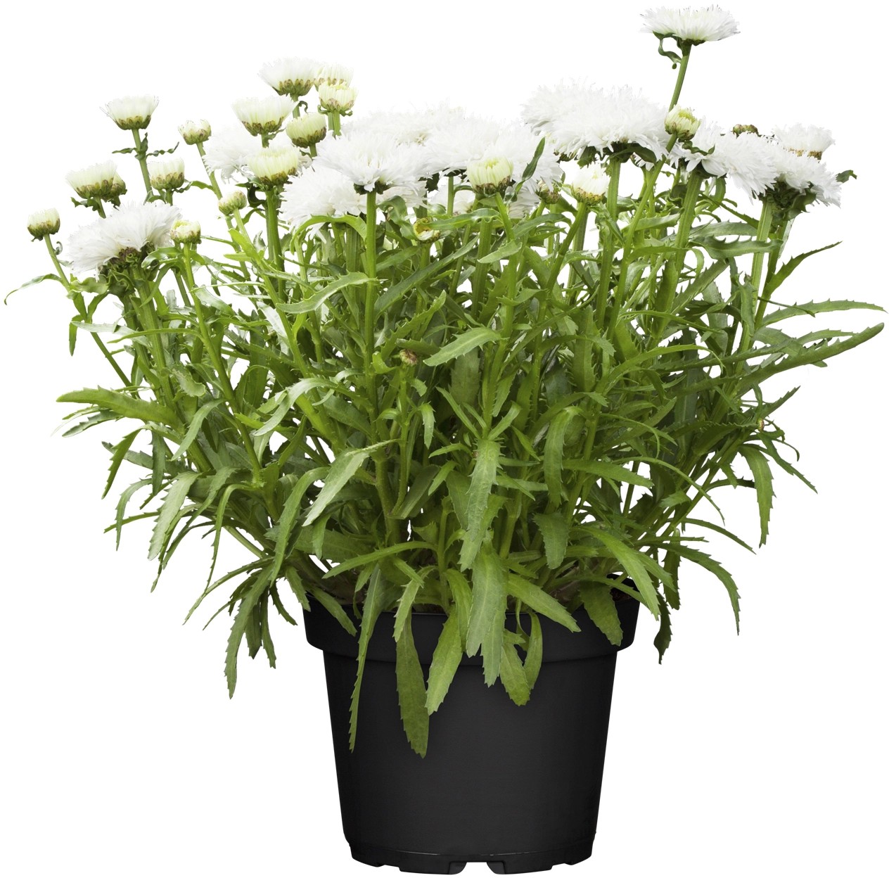 Velkokvětá zahradní kopretina "Snow Lady", bílá, průměr květináče cca 19 cm Velkokvětá zahradní kopretina "Snow Lady", bílá, průměr květináče cca 19 cm