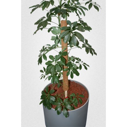 Kokosová tyč 80 cm jako opora pro popínavé rostliny v květináči. Kokosová tyč 80 cm jako opora pro popínavé rostliny v květináči.