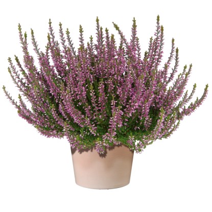 Q-Flower Vřes obecný (Calluna vulgaris) růžový pr. cca 9,5 cm