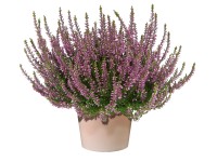 Q-Flower Vřes obecný (Calluna vulgaris) růžový pr. cca 9,5 cm