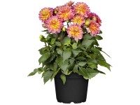 Jiřinka (Dahlia solitaire), květináč cca 19 cm