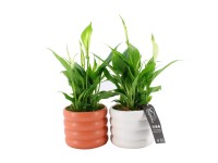 Lopatkovec v keramické nádobě, 30 cm, pr. květináče 12 cm Lopatkovec v keramické nádobě, 30 cm, pr. květináče 12 cm