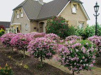 OBI Šeřík Meyerův OBI Šeřík Meyerův