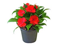 Netýkavka (Impatiens New Guinea) v květináči přibl. 10,5 cm