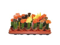 Kaktus (Cactus canarias), různé druhy, 10-15 cm, pr. kv. cca 5,5 cm