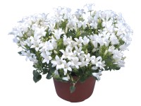 GROW by OBI Zvonek dalmatský (Campanula portenschlagiana) bílý cca pr. 10,5 cm GROW by OBI Zvonek dalmatský (Campanula portenschlagiana) bílý cca pr. 10,5 cm