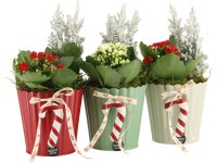 Vánoční aranžmá kolopejky a cypřišku v keramickém kv., různé druhy, pr. 11 cm Vánoční aranžmá kolopejky a cypřišku v keramickém kv., různé druhy, pr. 11 cm