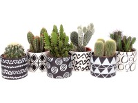 Kaktus v keramickém květináči Kaktus v keramickém květináči