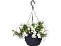 Landgard Jasmínokvětý lilek (Solanum jasminoides) bílý výška 20-30 cm, pr. 17 cm Landgard Jasmínokvětý lilek (Solanum jasminoides) bílý výška 20-30 cm, pr. 17 cm