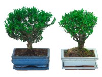 Bonsai koule průměr květináče cca 20 cm
