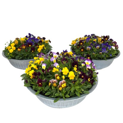 Violka rohatá (Viola cornuta) Quinto Bowl v zinkovém květináči, pr.kv. cca 29 cm