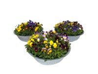 Violka rohatá (Viola cornuta) Quinto Bowl v zinkovém květináči, pr.kv. cca 29 cm