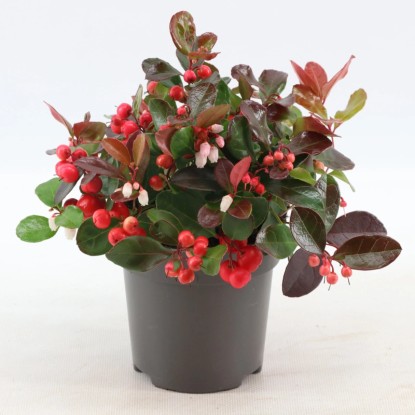 Libavka poléhavá (Gaultheria procumbens) "Big Berry" výška 15, pr. 10 cm