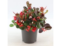 Libavka poléhavá (Gaultheria procumbens) 