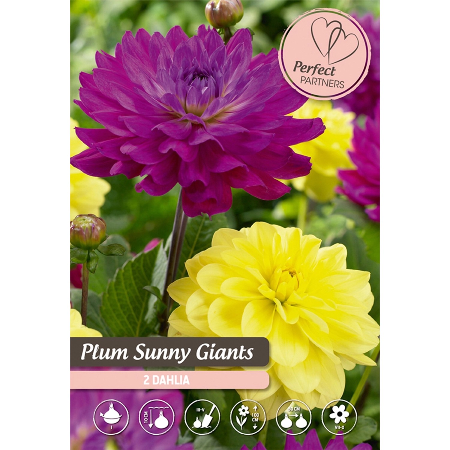 Směs jiřin Plum Sunny Giants