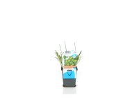 OBI Badil žlutý, průměr květináče cca 9 cm, Sisyrinchium californicum OBI Badil žlutý, průměr květináče cca 9 cm, Sisyrinchium californicum