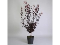 Slivoň myrobalán (Prunus cerasifera) 