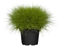 GROW by OBI Kostřava medvědí (Festuca Gautieri) 