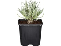 GROW by OBI Levandule GROW by OBI Levandule