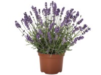 Levandule lékařská (Levandula) Levandule lékařská (Levandula)