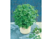 GardenSeed Premium Semínka Meduňka lékařská 0,5 g GardenSeed Premium Semínka Meduňka lékařská 0,5 g