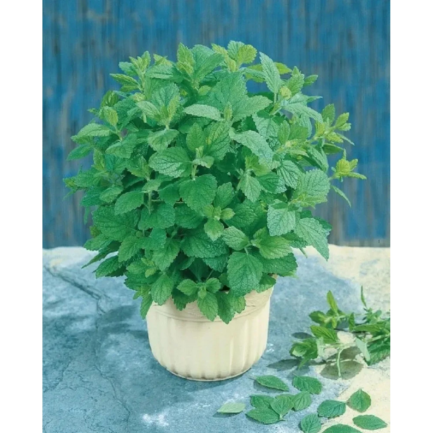 GardenSeed Premium Semínka Meduňka lékařská 0,5 g