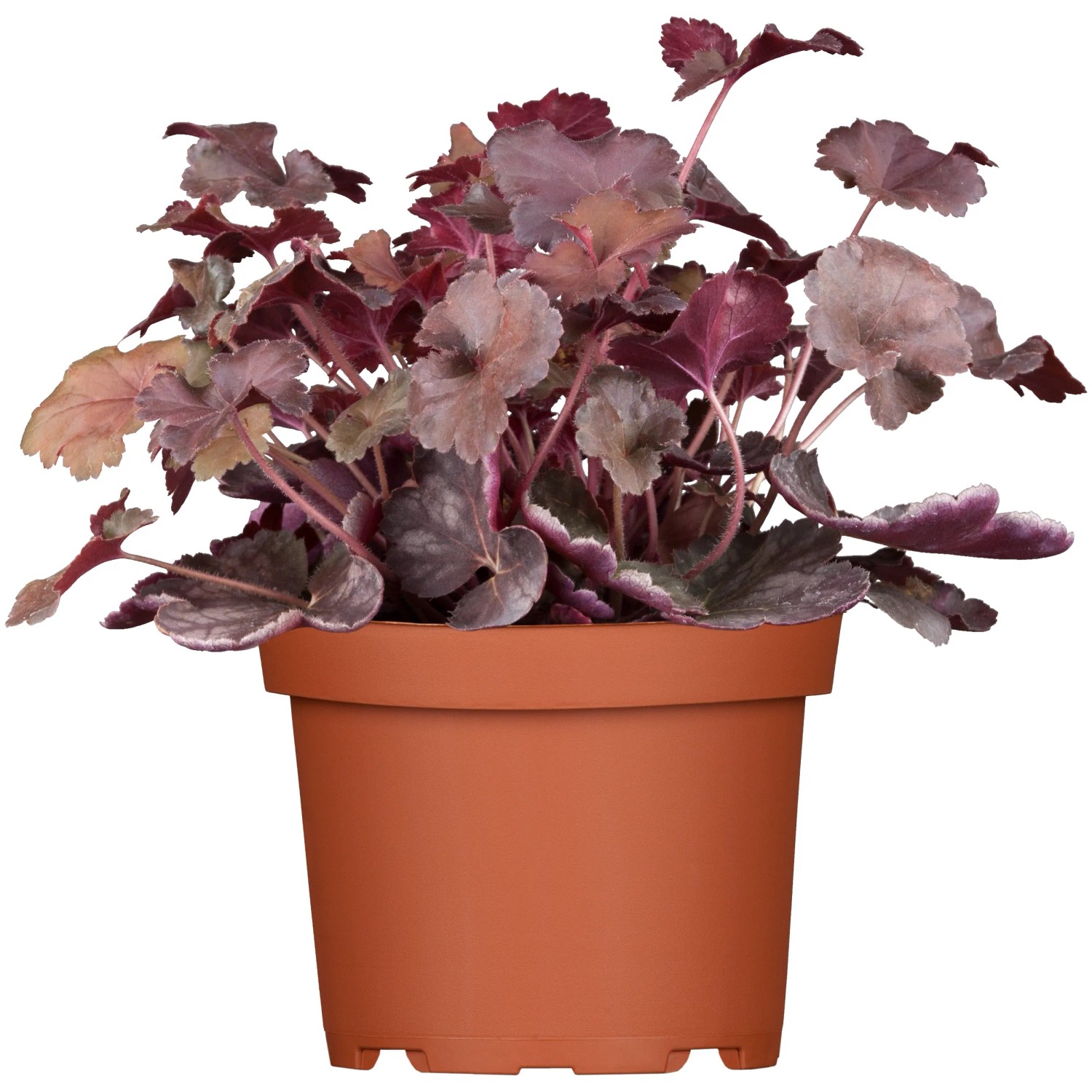 dlu-icha-heuchera-r-zn-barvy-pr-kv-15-cm