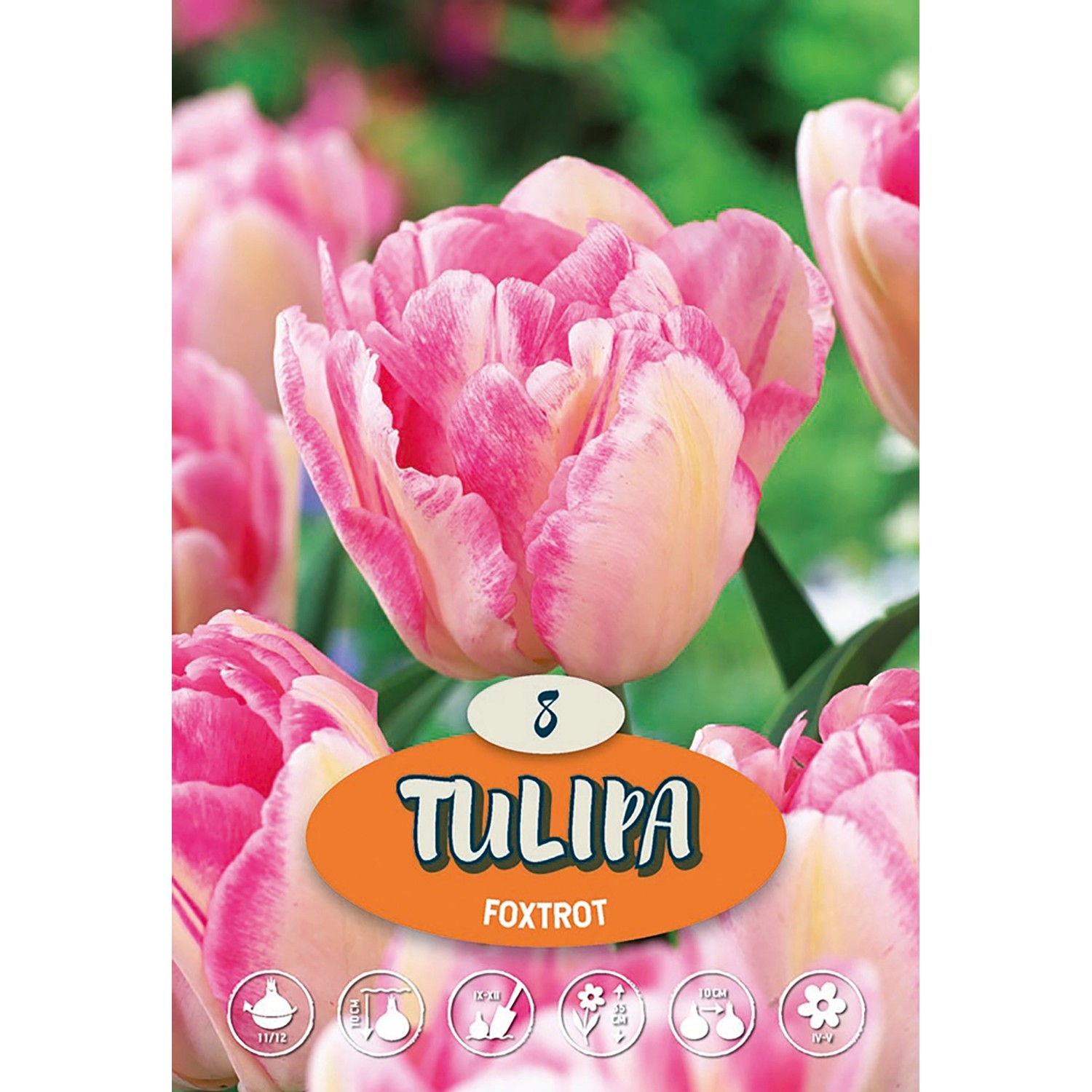 Tulipány "Foxtrot" růžové