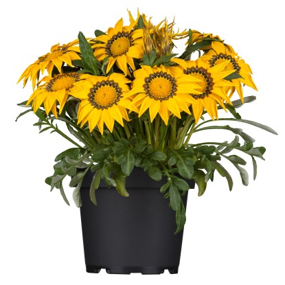 Landgard Gazánie zářivá (Gazania rigens) "Big Kisses" výška 10-20 cm, pr. 13 cm