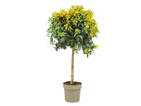 Gartenbau Libora měnivá (Lantana camara) na kmínku cca 80 cm, pr. 17 cm