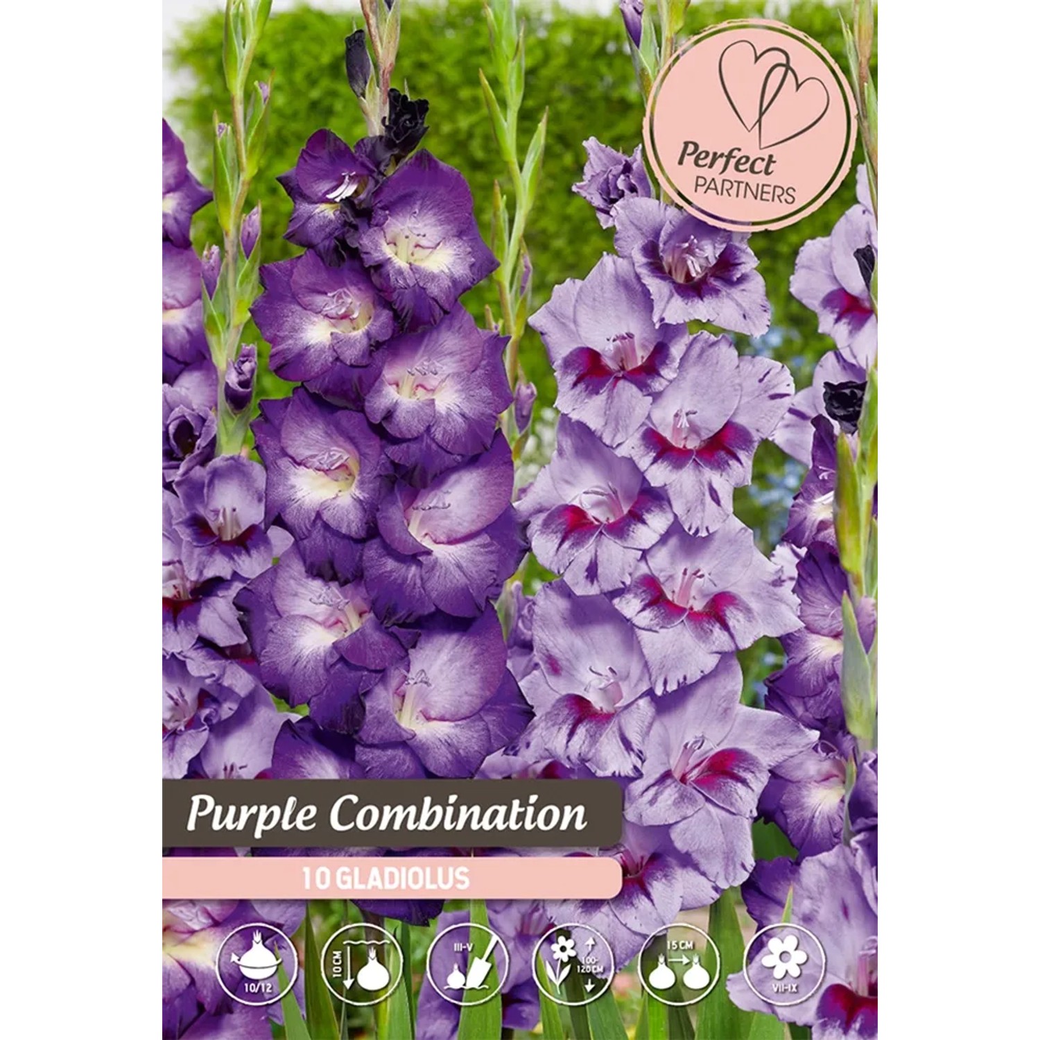 Mečíky "Purpurová směs"