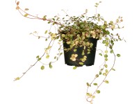 GROW by OBI Mulenbekie (Muehlenbeckia), výška 10-20 cm GROW by OBI Mulenbekie (Muehlenbeckia), výška 10-20 cm