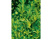 OBI Brslen japonský 